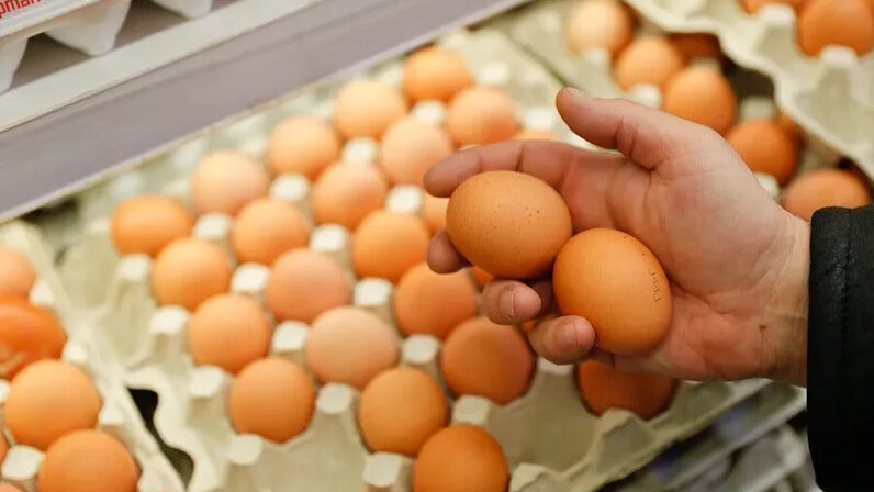 Крупные куриные яйца. Цвет яиц у кур. Куры несущие белые яйца. Яйца кур. Большие куриные яйца.