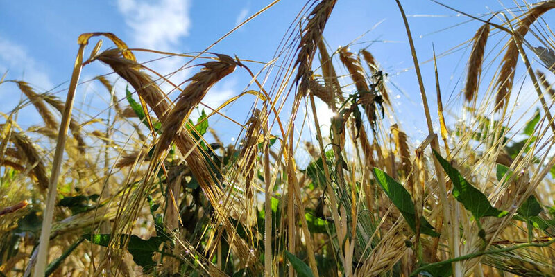 Зерновой 7. Зерновой 7. Зерновой 7. Жатка валковая зерновая жвз-7,0м. С.