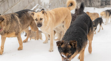 собаки из приюта. про собак хочу. небольшой стих про собаку. милые собаки. красивые дворняжки.