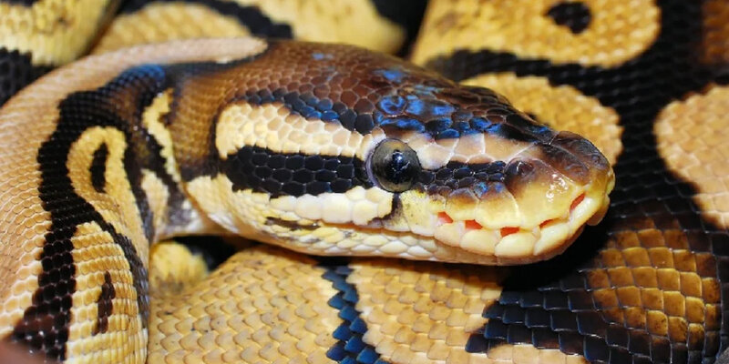 Eupodophis descouensi. Змея против хамелеон. Змеи. Фотосессия со змеями. Двухголовая змея питон.