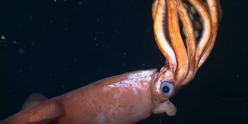 Humboldt Squid