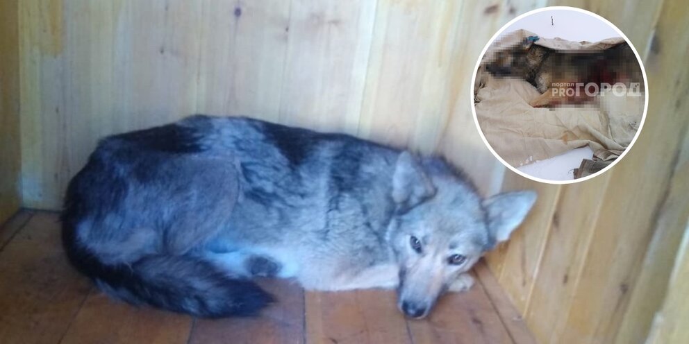 Собаки на юго западе. Юг дог. Собаки спектакль на юго-западе. Собаки на юго западе. Собаки спектакль на юго-западе.