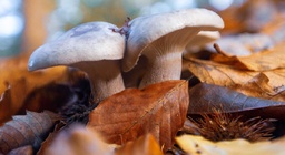 Что известно о семье которая отравилась пельменями. Что известно о семье которая отравилась пельменями. Что известно о семье которая отравилась пельменями. Что известно о семье которая отравилась пельменями. Армейские пельмени.