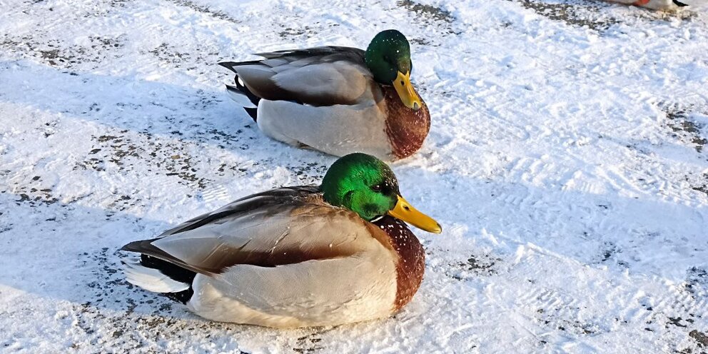 Подмывание лежачего больного алгоритм. Как правильно поставить утку. Расстановка чучел на весенней охоте на утку. Подмывание лежачего больного. Как правильно поставить утку.