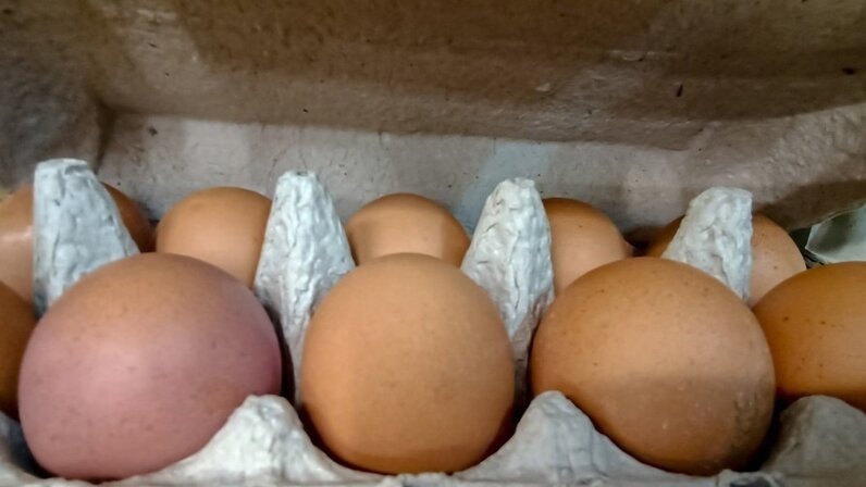 Яйцо курицы типа. Ассортимент куриных яиц. Яйца с0 с1 с2. Разновидность птичьих яиц. Диетические и столовые яйца.