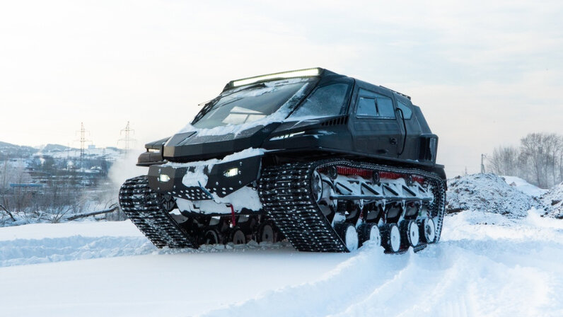 гусеница соснового походного шелкопряда. бабочка пальцекрылка гусеница. гусеницы красноярск. зеленая гусеница капустница. гусеницы красноярск.