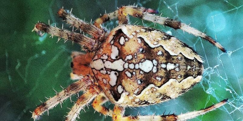 RedSpiders Pisauridae Пауки Ленинградкой области