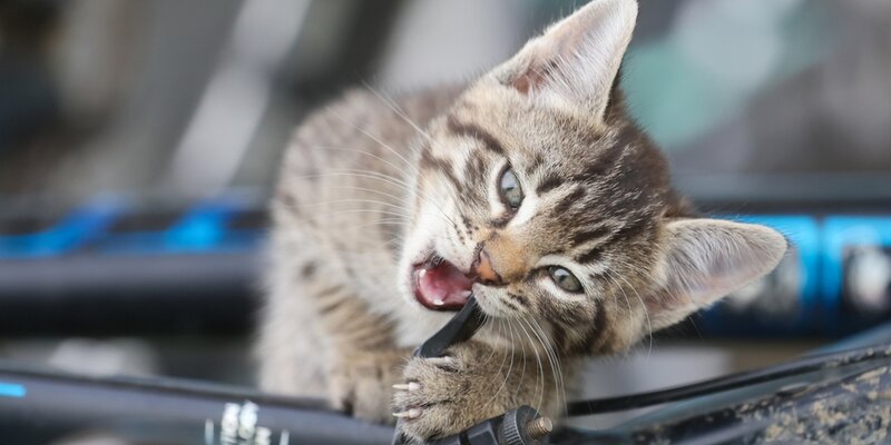 Фельдшер Балан: паразиты у кошек могут стать причиной слабоумия у людей