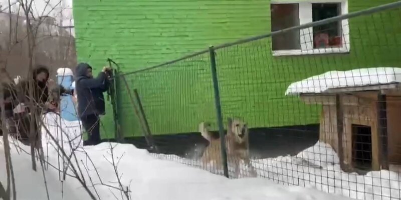 маленькие собаки для детей. игра для щенка. карликовый померанский пудель. игрушечные собачки. питбуль халк.