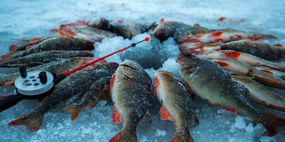 судак на спиннинг. хорошая недорогая рыбалка. рыбалка летом. рыбалка на окуня. рыбацкие снасти.