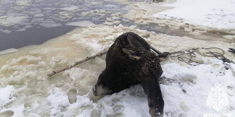 Под лед телеграмм. Лед на прудах воронежской области. Спасение утопающих мчс. Спасение провалившегося под лед. Фотосессия на льду.