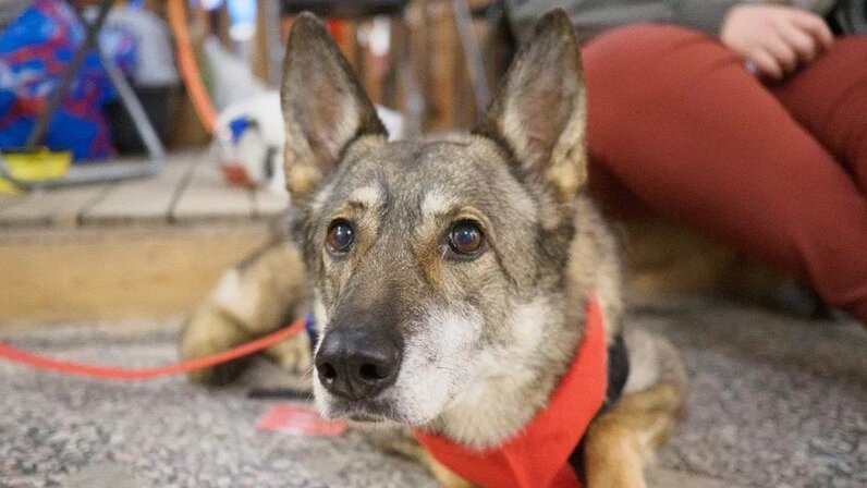 Зоопарк диких животных. Все звери регистрация животных. Белый волк. Зоопарк. Все звери регистрация животных.