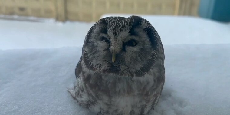 сова в окне.