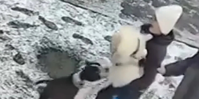 собака не прокусила одежду