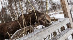Аст-гоз площадка. Логотип издательской группы аст. Аст бор. Аст логотип. Аст-гоз площадка.