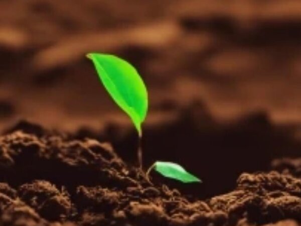 Растения изобретатели. Изобретения леонардо да винчи робот. Изобретатель и рационализатор. Изобретения подсказанные природой. Изобретения наблюдения из природы.