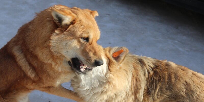 Верни животных. Животные в слове пена. Меп с животными. Верни животных. Мемы животные.