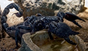 Ученые обнаружили, что скорпионы применяют металлы для&nbsp;усиления клешней и&nbsp;жала|