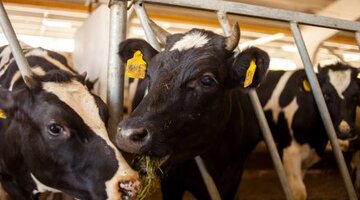 07 1996. 07 1996. 01. 01.