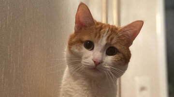 у меня даже кошка есть. доброе утро четверга. котоматрица для поднятия настроения. у меня даже кошка есть. кот агроном.