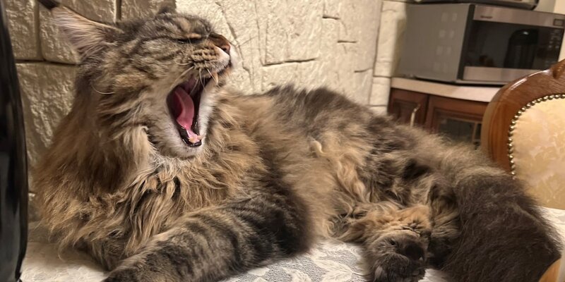 Мы попросили девочку спеть чем выражено. Томас шелби оно уже разбито. Сложноподчиненное предложение с обособленным определением. Мы попросили девочку спеть чем выражено. Томас шелби я разобью вам сердце.