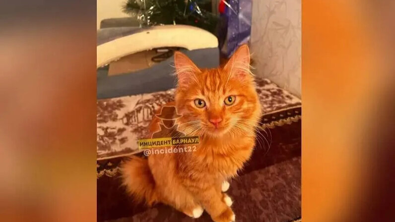 Новоселье кошка. Кошачья квартира. Кошачья квартира. Кот в квартире. Кошка в квартире.