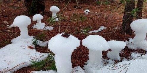 Пассивный залог в английском 9 класс. The mushrooms to gather yesterday. Страдательный залог в английском языке задания. Mushroom book. Passive страдательный залог.