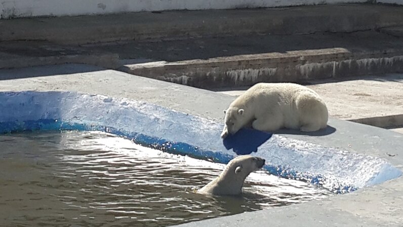почему белому медведю не холодно в арктике. почему белые медведи не мерзнут в арктике. в антарктиде медведей нет. среда обитания белого медведя. почему белые медведи белые.