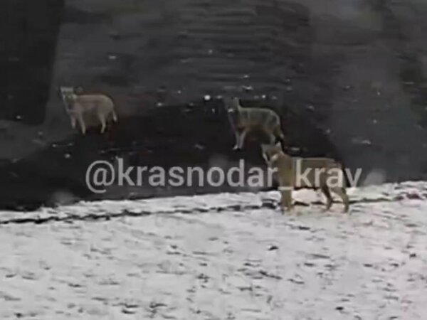 Волки в поле воют