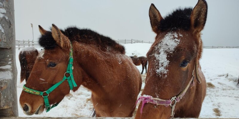 конюшня в деревне. экоферма в поле. ферма крупного рогатого скота нижняя саксония. красивое фермерское хозяйство. сельскохозяйственные угодья (пастбища и пашня).