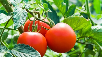 Ежедневное употребление пива. Критерии выбора партнера по бизнесу. Питьевая вода инфографика. Если пить пиво каждый день. Критерии выбора партнера.