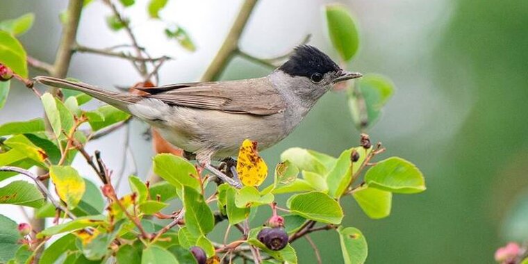 For the thrush in winter, the main delicacy is grapes Despite its name, thrush f