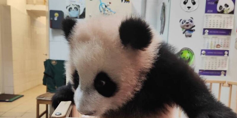 Наблюдение за медведями. Вся правда о медвежатах 2022. Мы обычные медведи фильм. Вся правда о медвежатах 2022. We bare bears.