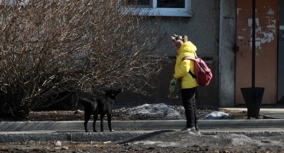 Стая животных. Стая автор. Хроники стаи волчья стая. Книги про собак. Вожак устал.