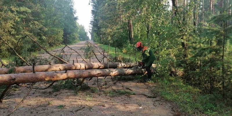 На парня упало дерево