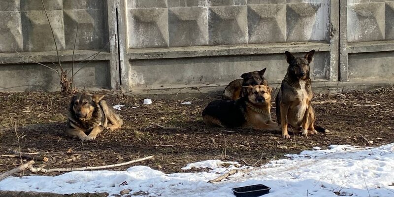 потерялась собака курск на ул косиновской. потеряшки курск животные собаки. курск найти собаку. подъезд. найденные собаки курска.