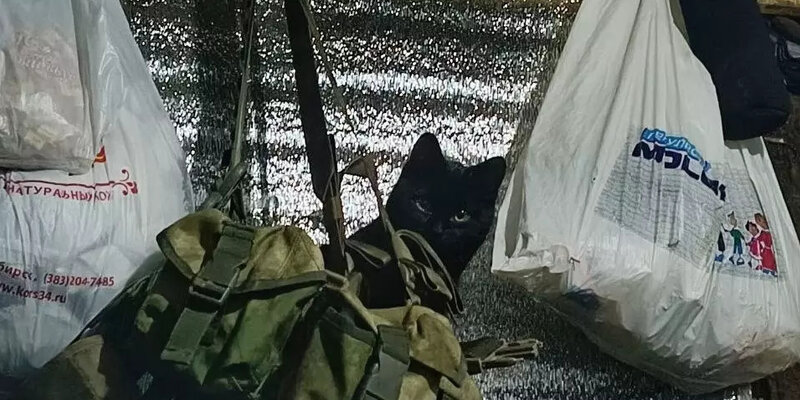 Спасение животных нск. Встреча потерянной собаки. Спасение животных нск. Приют для животных дарить добро. Спасение животных нск.