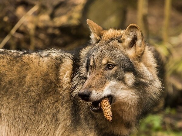 Сером волке солнце. Волки аниме. Волк фото. Аниме волчица луна. Серый волк рисунок.