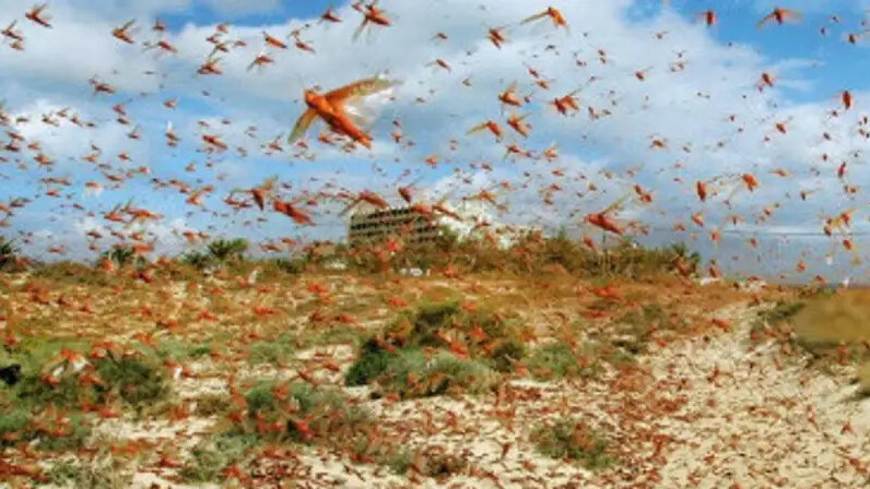 рой саранчи. нашествие саранчи. нашествие саранчи таганрог. нашествие саранчи 2020. нашествие саранчи 2020.