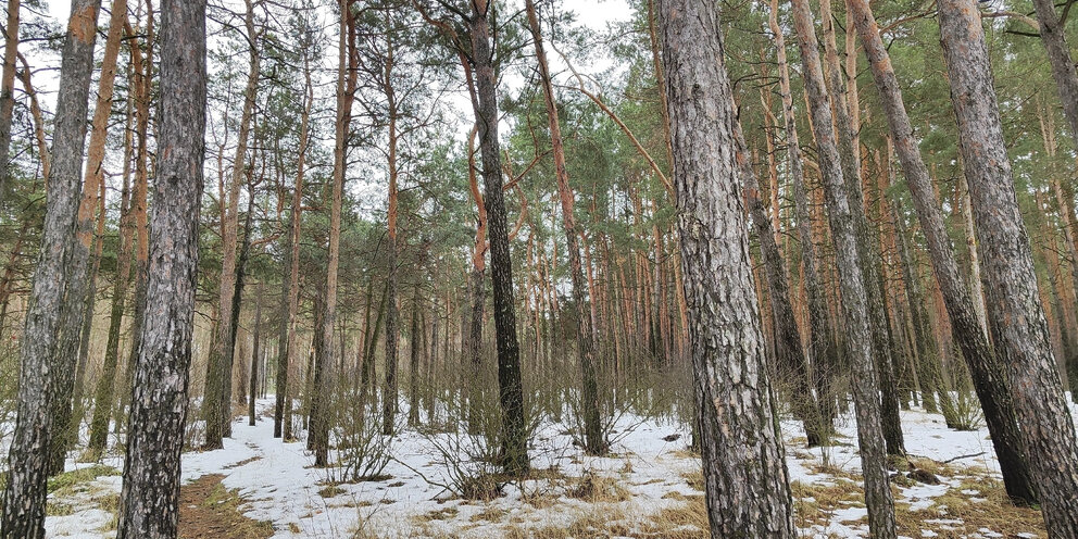 мониторинг животных. охотничьи ресурсы и среда их обитания. охотничьи ресурсы и среда их обитания. охотничьи ресурсы и среда их обитания. охрана объектов животного мира и среды их обитания.