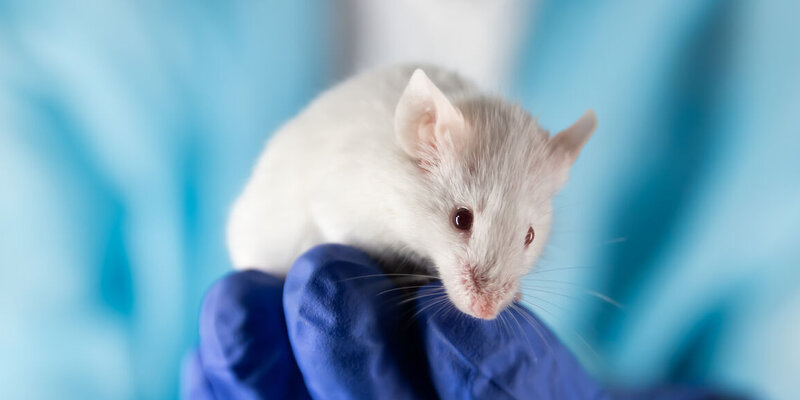 Ученые остановили развитие диабета 1-го типа у мышей