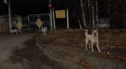 Подслушано в кеми кемь. Подслушано кемь. Подслушано кемь. Подслушано кемь общественный контроль. Подслушано кемь.