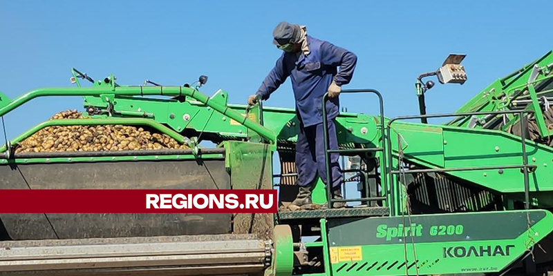 На овощном складе было одинаковое количество свеклы