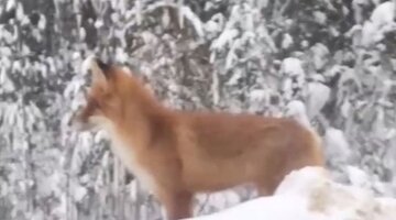 волк разгрвз двух мальчиковв седе цурахском районе27июля. эжва волки. эжва волки. волки в сыктывкаре летом. самый большой волк в в республике коми.