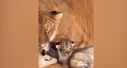 В&nbsp;Карачаево-Черкесии сняли на&nbsp;видео пятерых редких лилигрят|