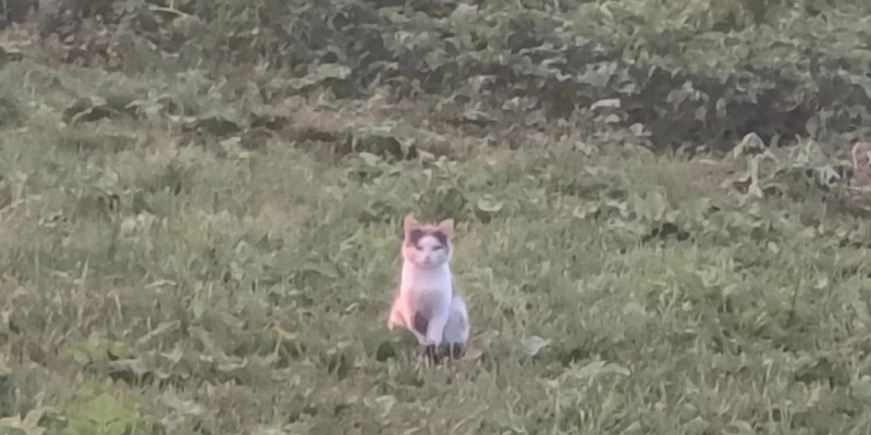 Есть женщина которую я хочу