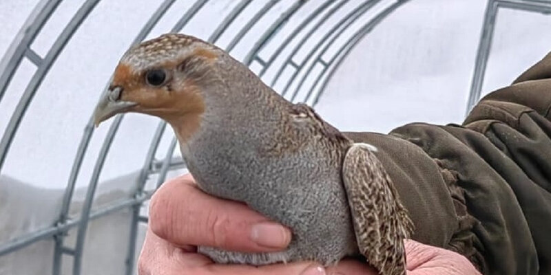 1 сказку новую. Сказки. 1-4 классы. Сказки рассказанные детям андерсен книга. Мои первые сказки книга.