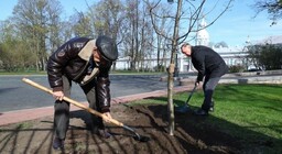 Картофель в огороде. Картошка на даче. Посадка картофеля на даче. Какого числа садить картошку в мае. Сроки посадки картофеля.