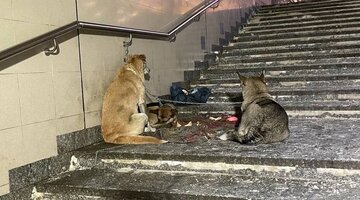 город и псы. город собак. прогулка с собакой в городе. город собак. город и псы.