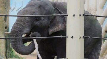 Зоопарк питание. Мощный тигр. Зоопарк в торонто канада. Что едят обезьяны в зоопарке. Зоопарк екатеринбург тигр.